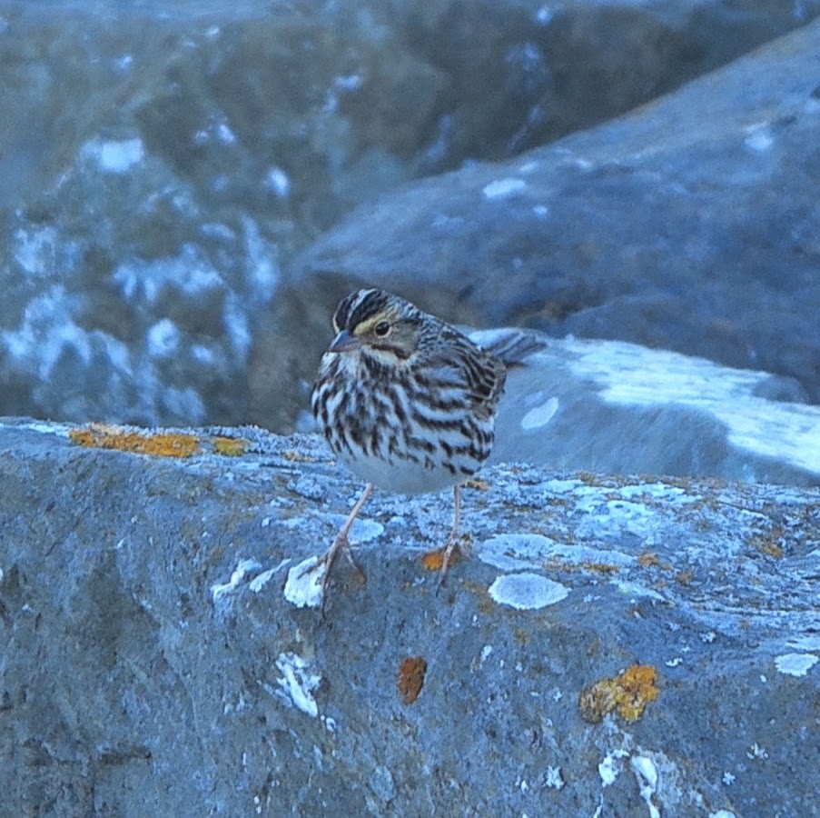 Savannah Sparrow - ML646871568