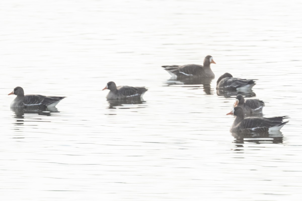 Белолобый гусь - ML646871569