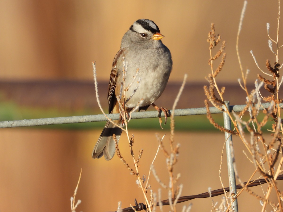White-crowned Sparrow - ML646871570