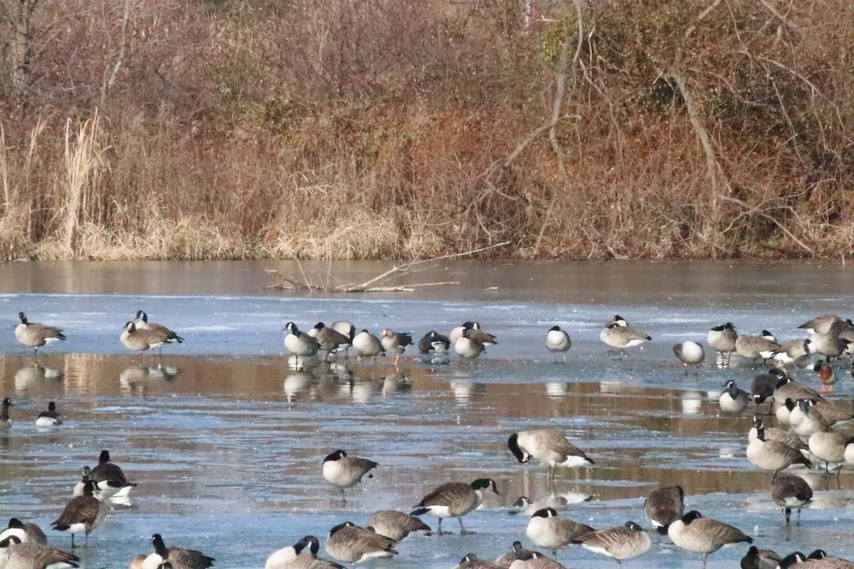 Oie rieuse - ML646871574