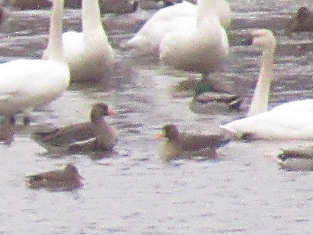 マガン - ML646871576