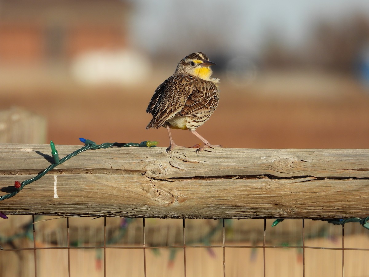 Western Meadowlark - ML646871578