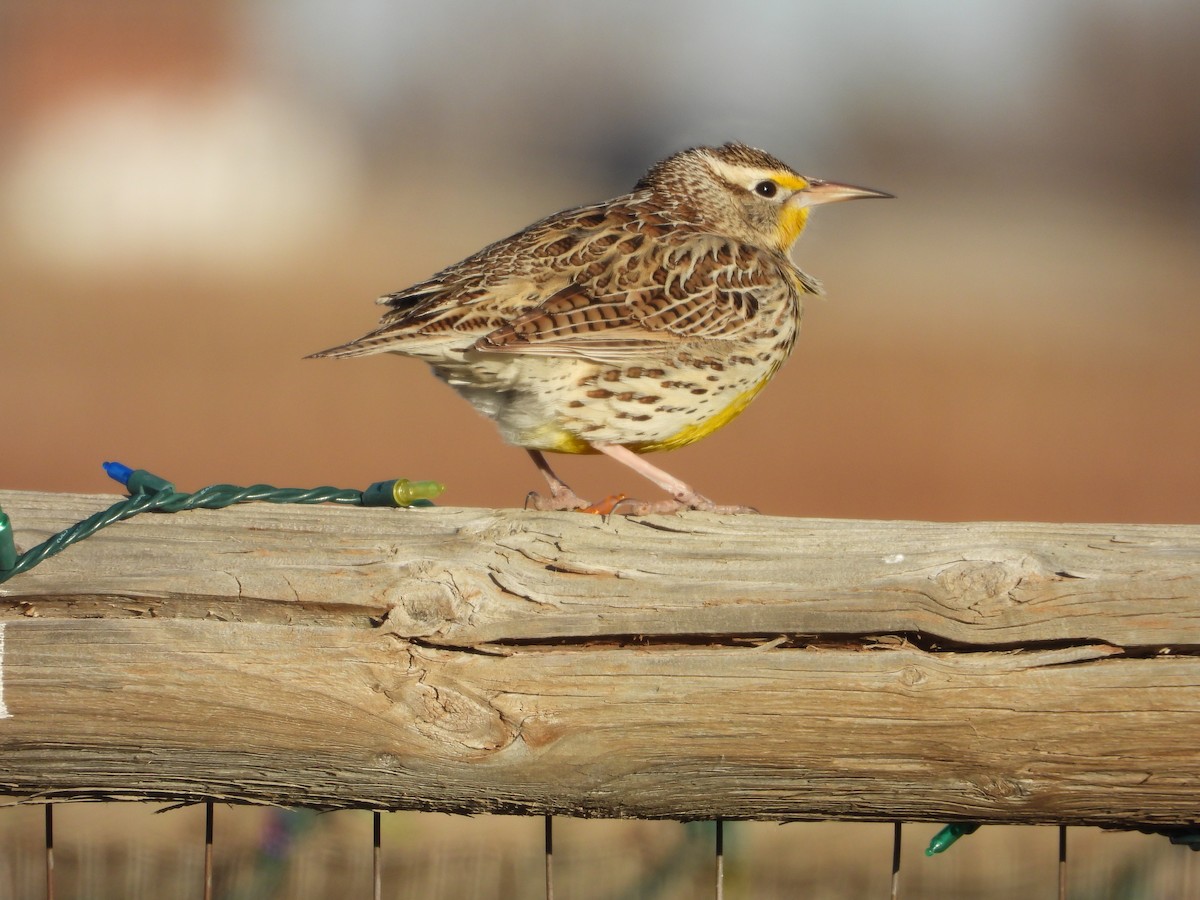Western Meadowlark - ML646871579