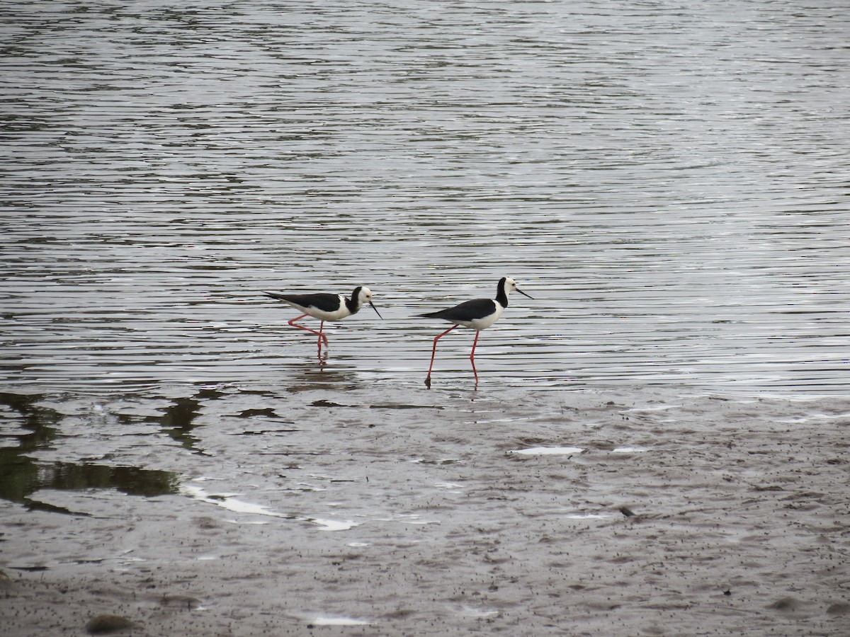 Pied Stilt - ML646871580