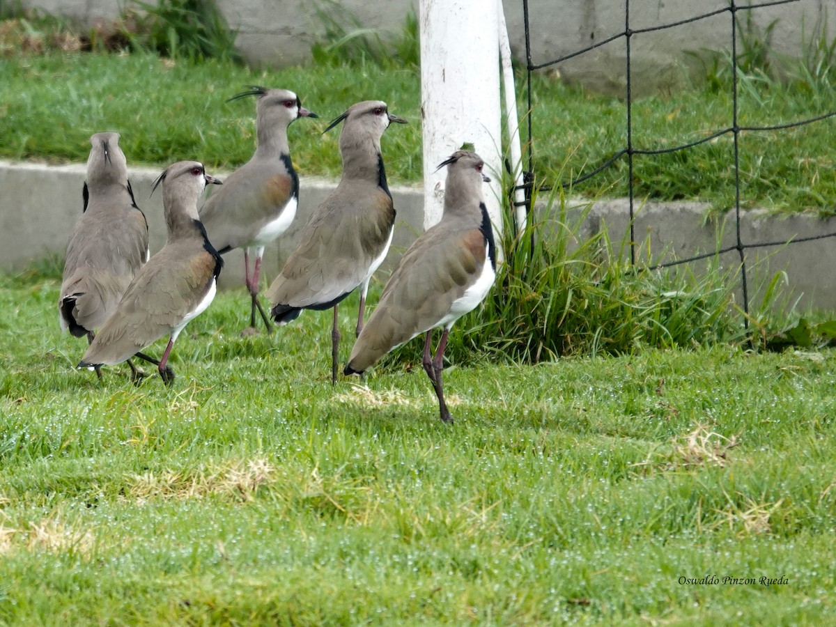 čejka jihoamerická - ML646871583