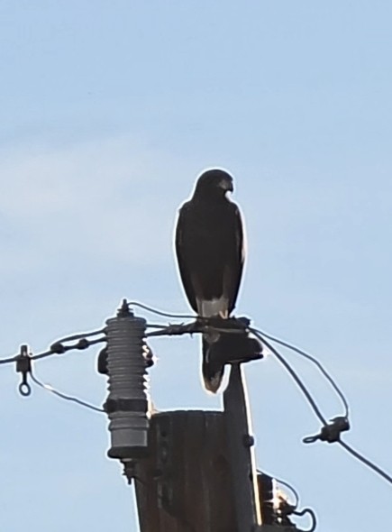 Poiana di Harris - ML646871586