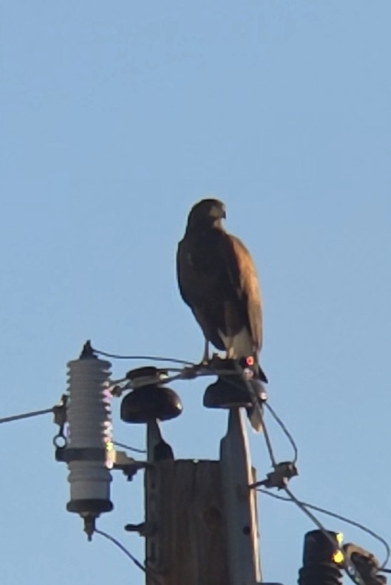 Poiana di Harris - ML646871587