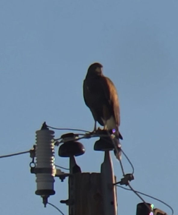 Poiana di Harris - ML646871588