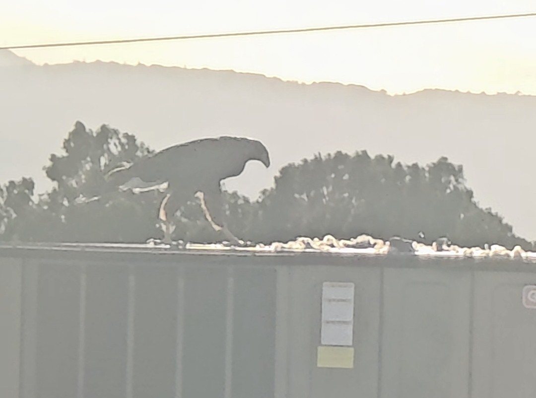 Poiana di Harris - ML646871589