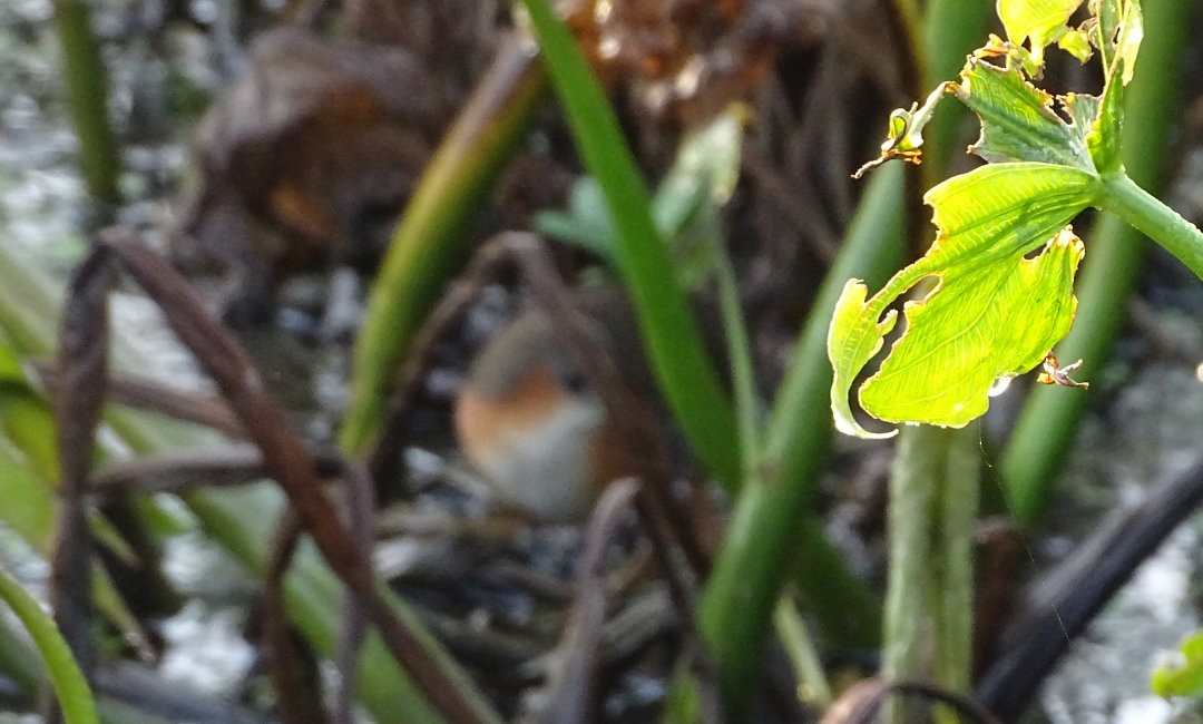 Rufous-sided Crake - ML646871596