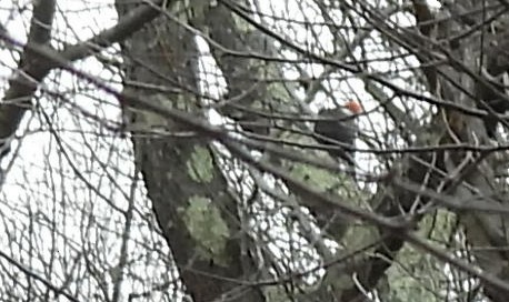 datel chocholatý - ML646871597