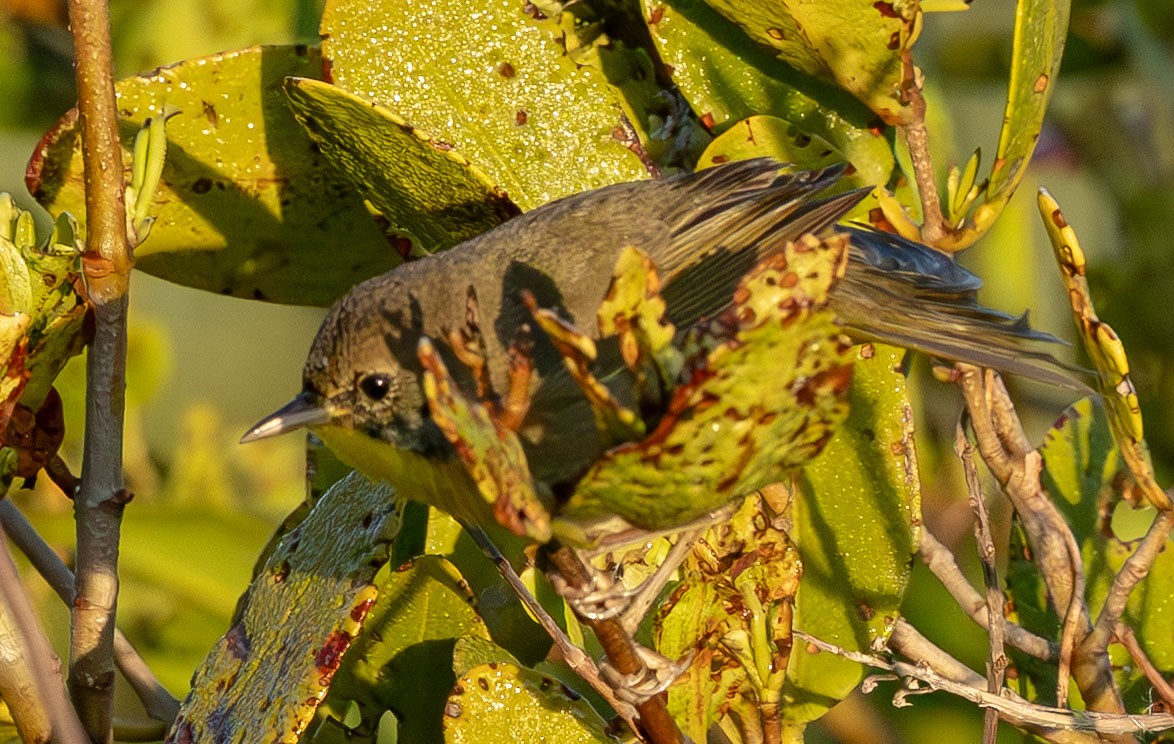 Common Yellowthroat - ML646871598