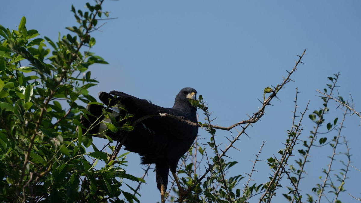 Great Black Hawk - ML646871599