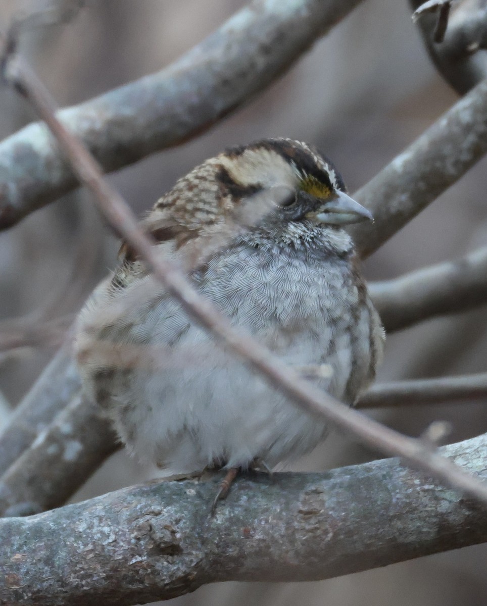 White-throated Sparrow - ML646871603
