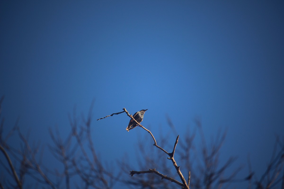 European Starling - ML646871604