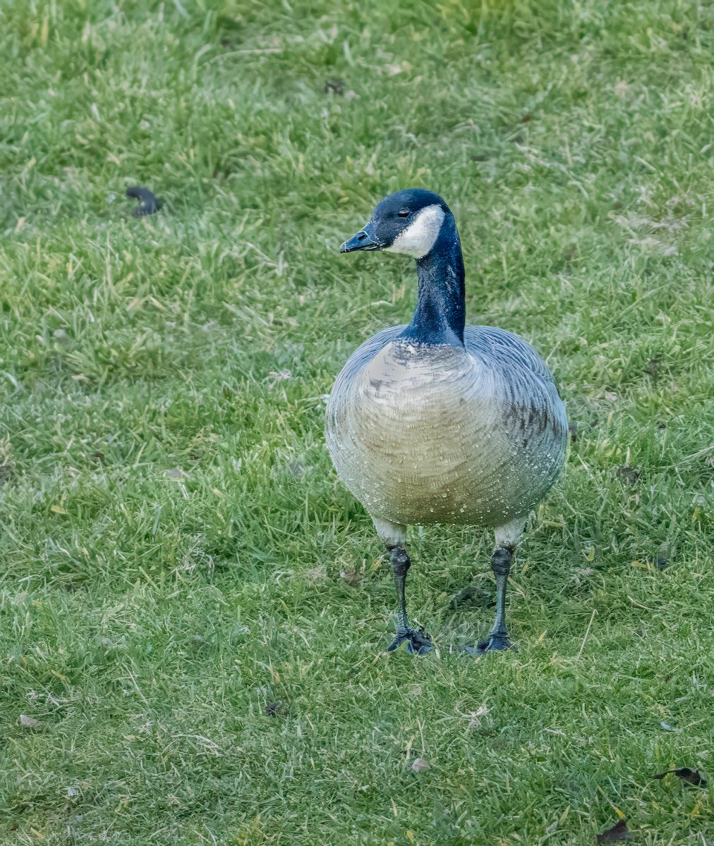 Cackling Goose - ML646871605