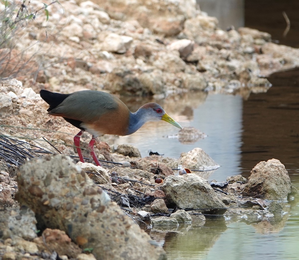 シロハラモリクイナ - ML646871606
