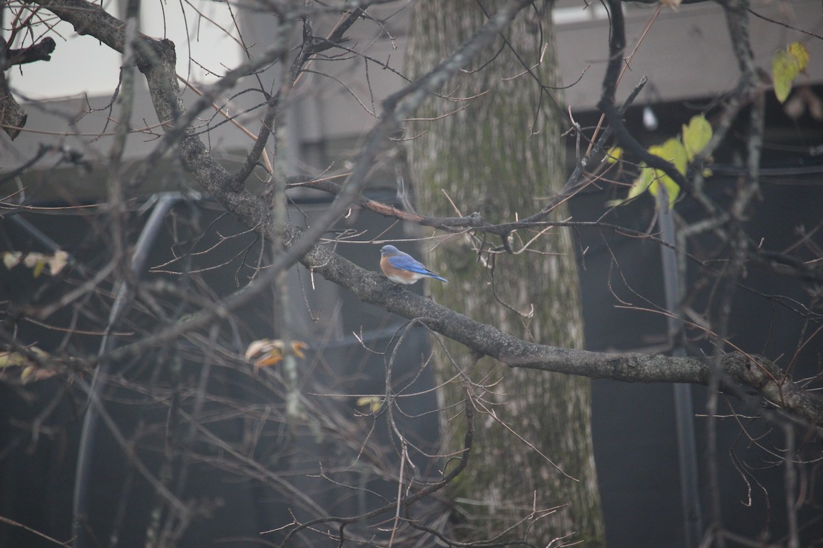 Eastern Bluebird - ML646871608