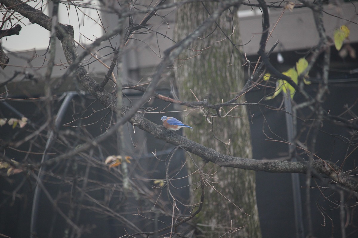 Eastern Bluebird - ML646871609