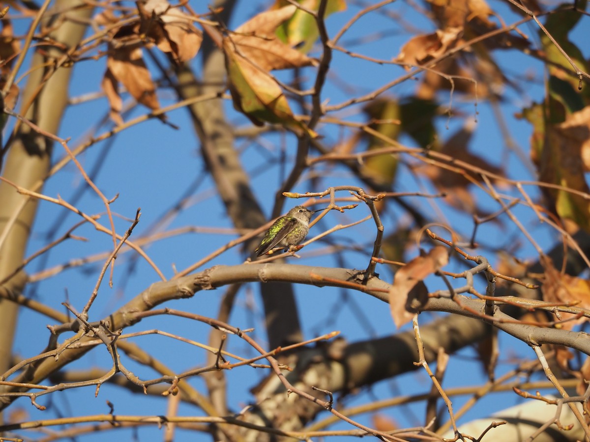 Costa's Hummingbird - ML646871610