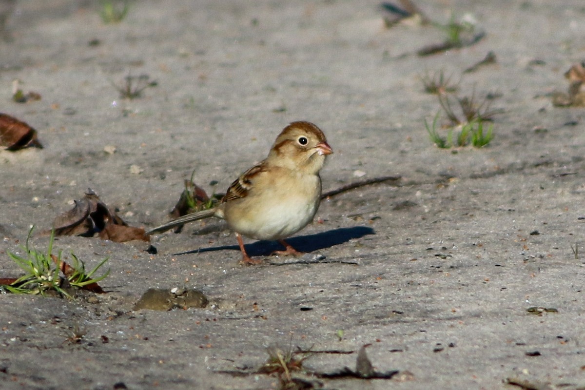 Field Sparrow - ML646871611