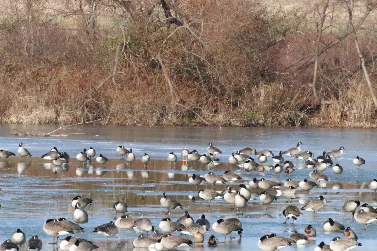 Oie rieuse - ML646871612