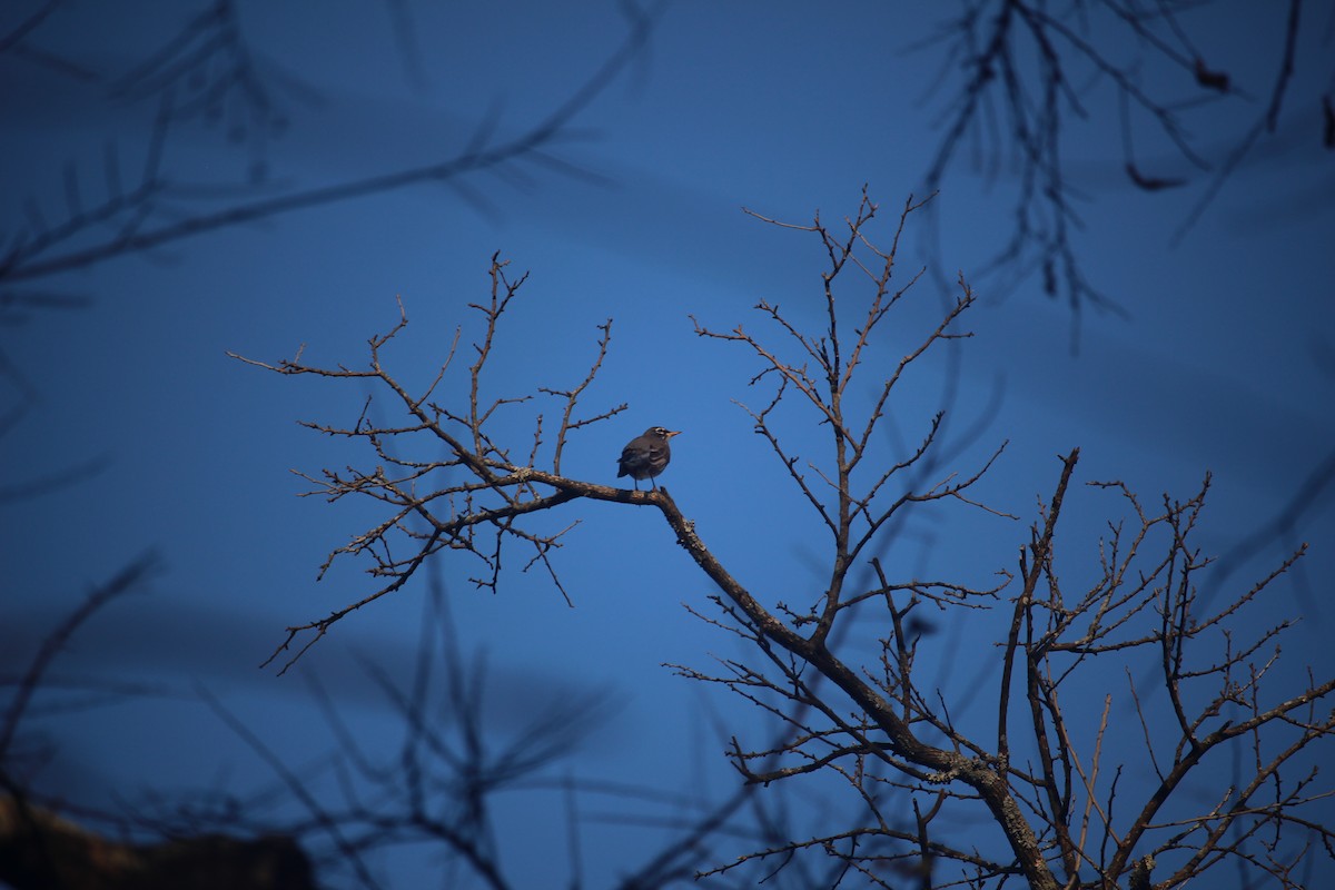 American Robin - ML646871616