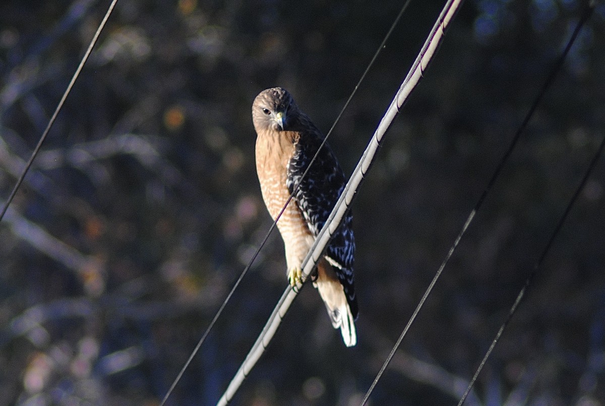 Red-shouldered Hawk - ML646871619