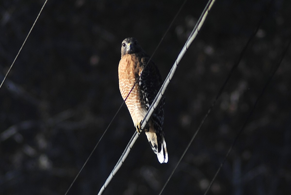 Red-shouldered Hawk - ML646871620