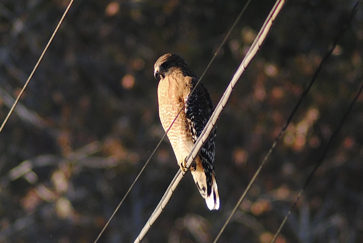 Red-shouldered Hawk - ML646871621
