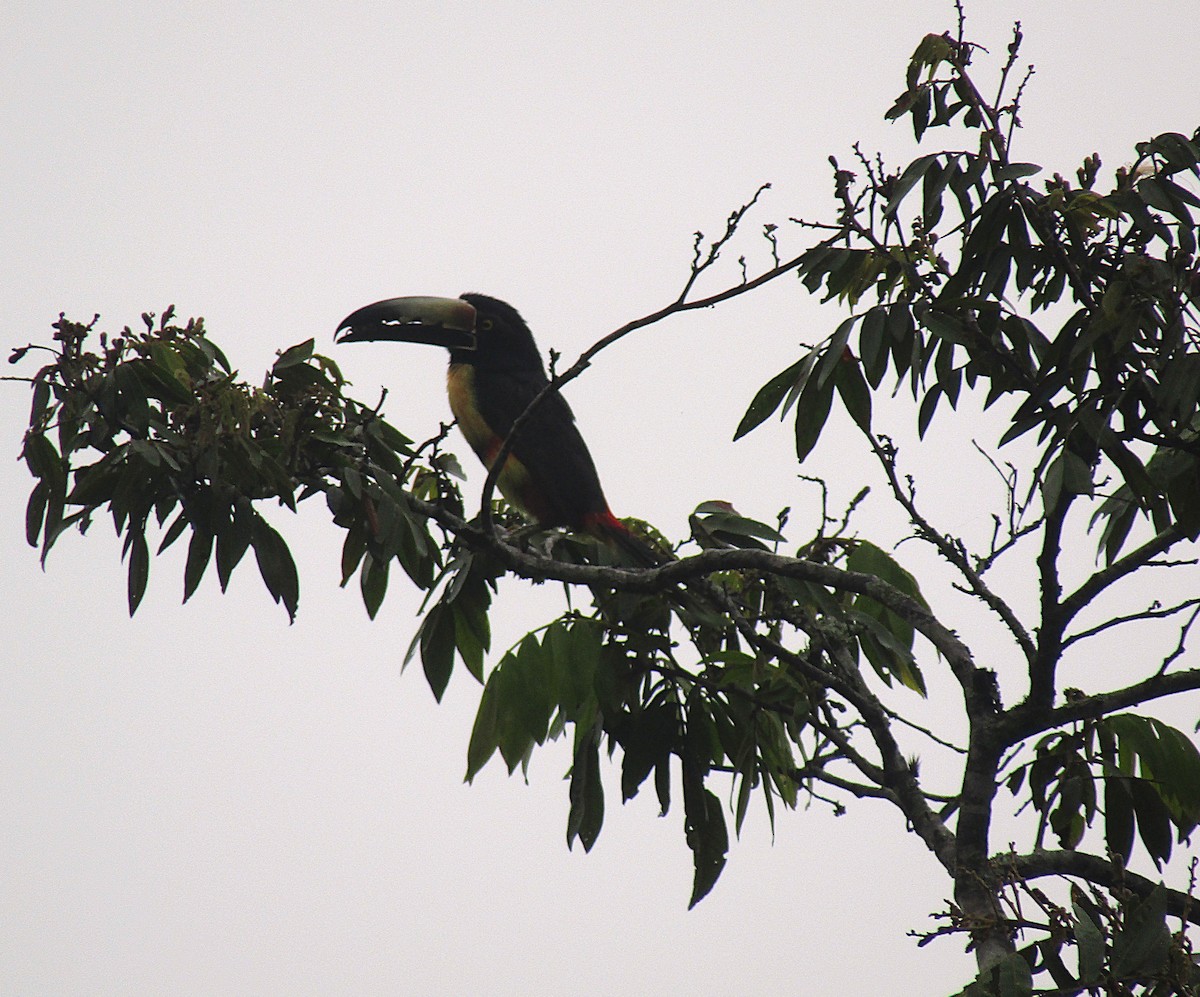 arassari pestrý - ML646871622