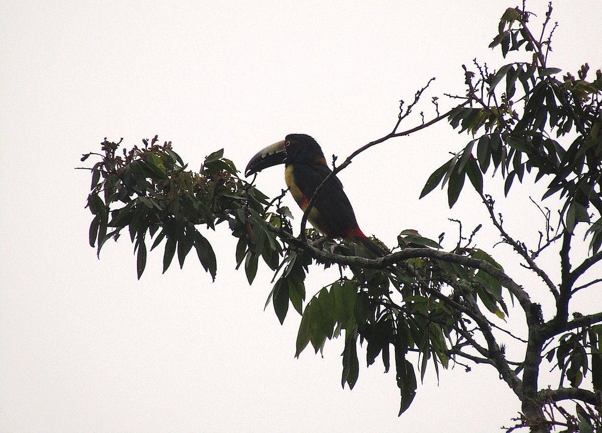 arassari pestrý - ML646871623