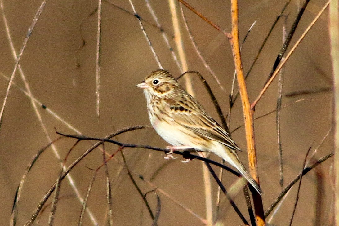Vesper Sparrow - ML646871625