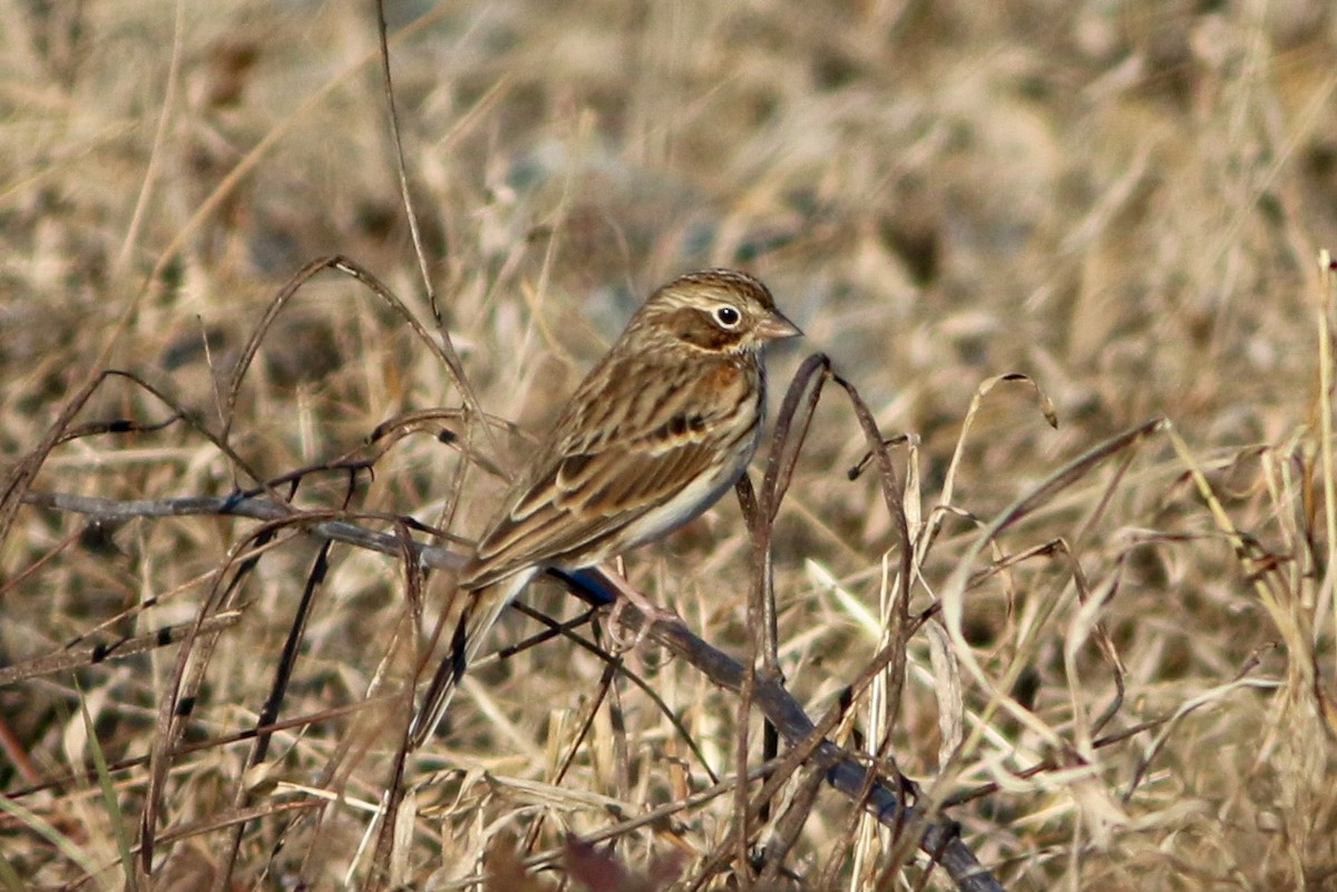 Vesper Sparrow - ML646871626