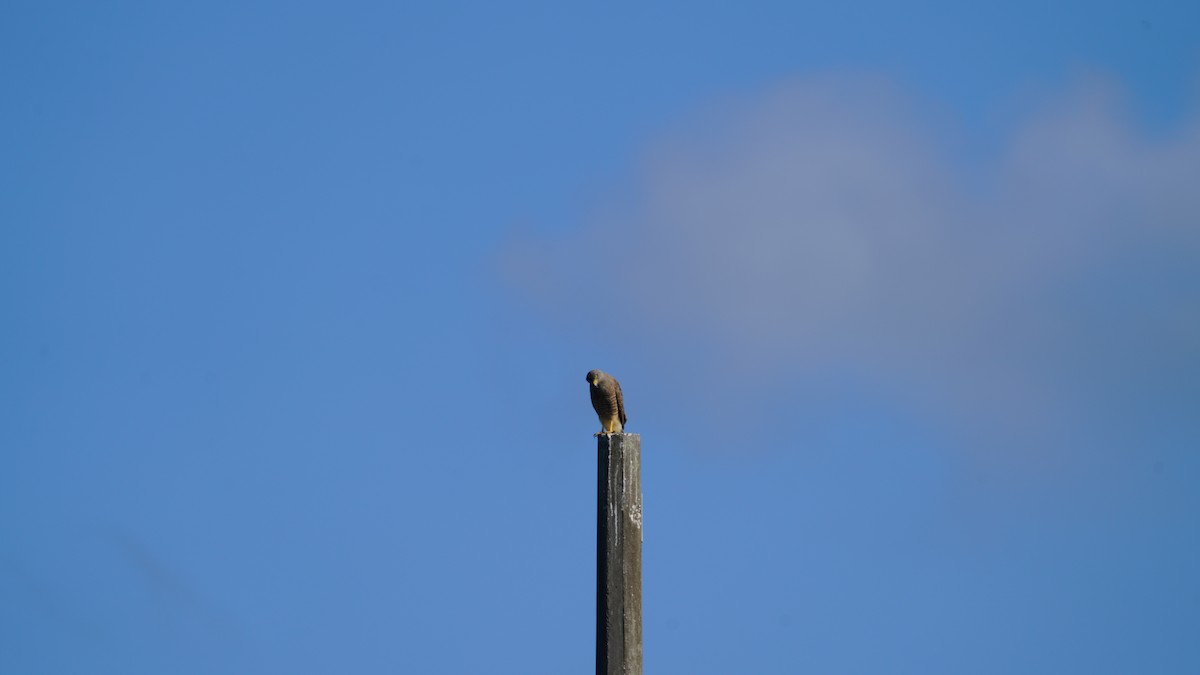 Buse à gros bec - ML646871627