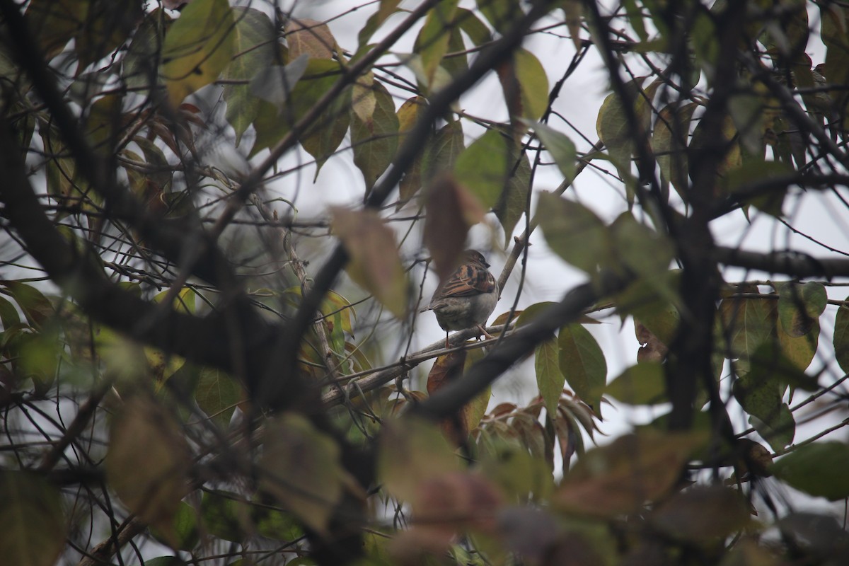 House Sparrow - ML646871629