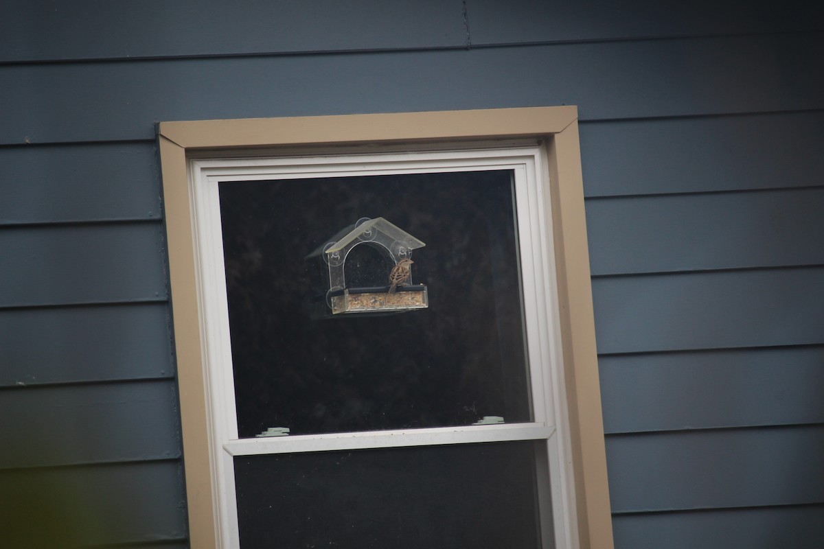 House Sparrow - ML646871630