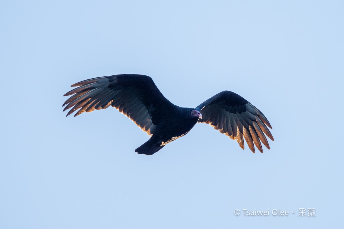 Turkey Vulture - ML646871631