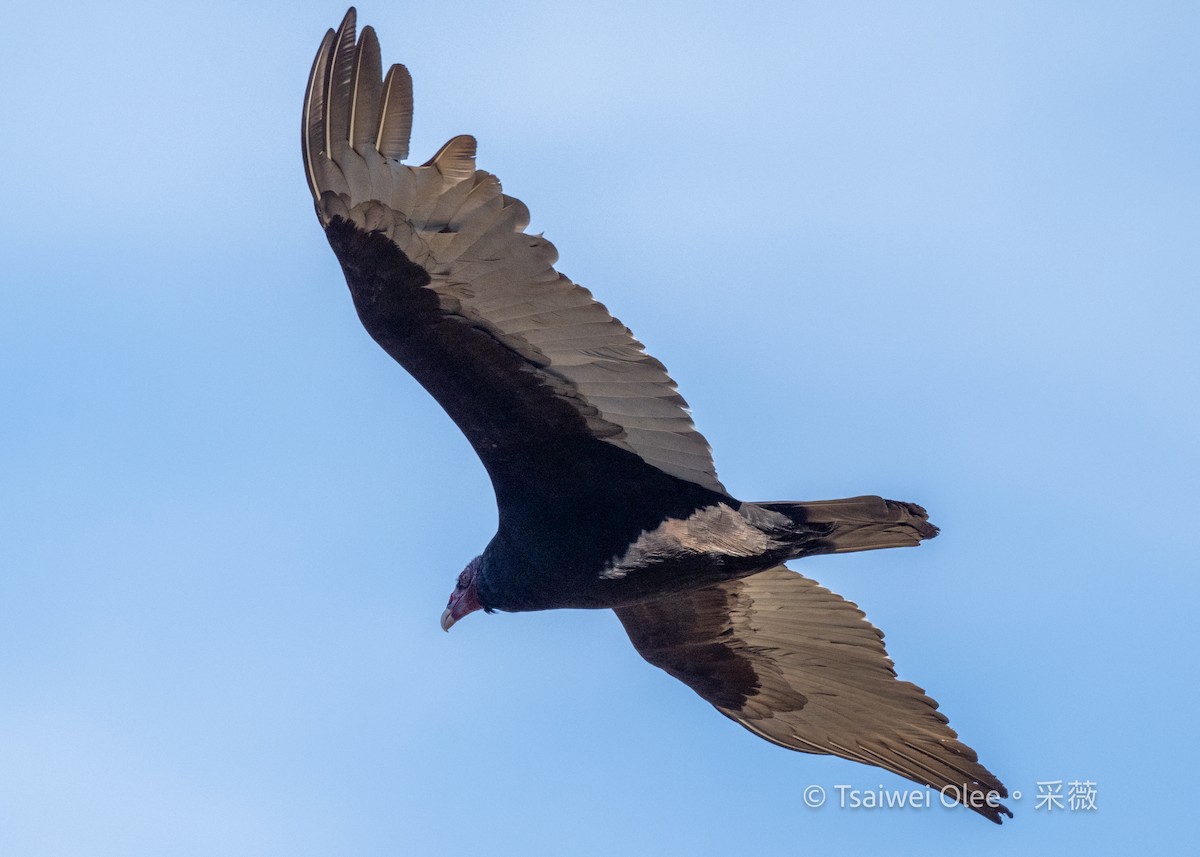 Turkey Vulture - ML646871632