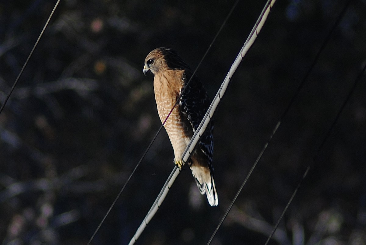 Red-shouldered Hawk - ML646871633