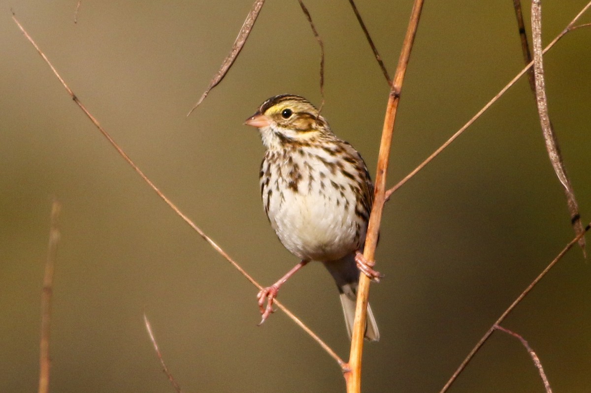 Savannah Sparrow - ML646871634