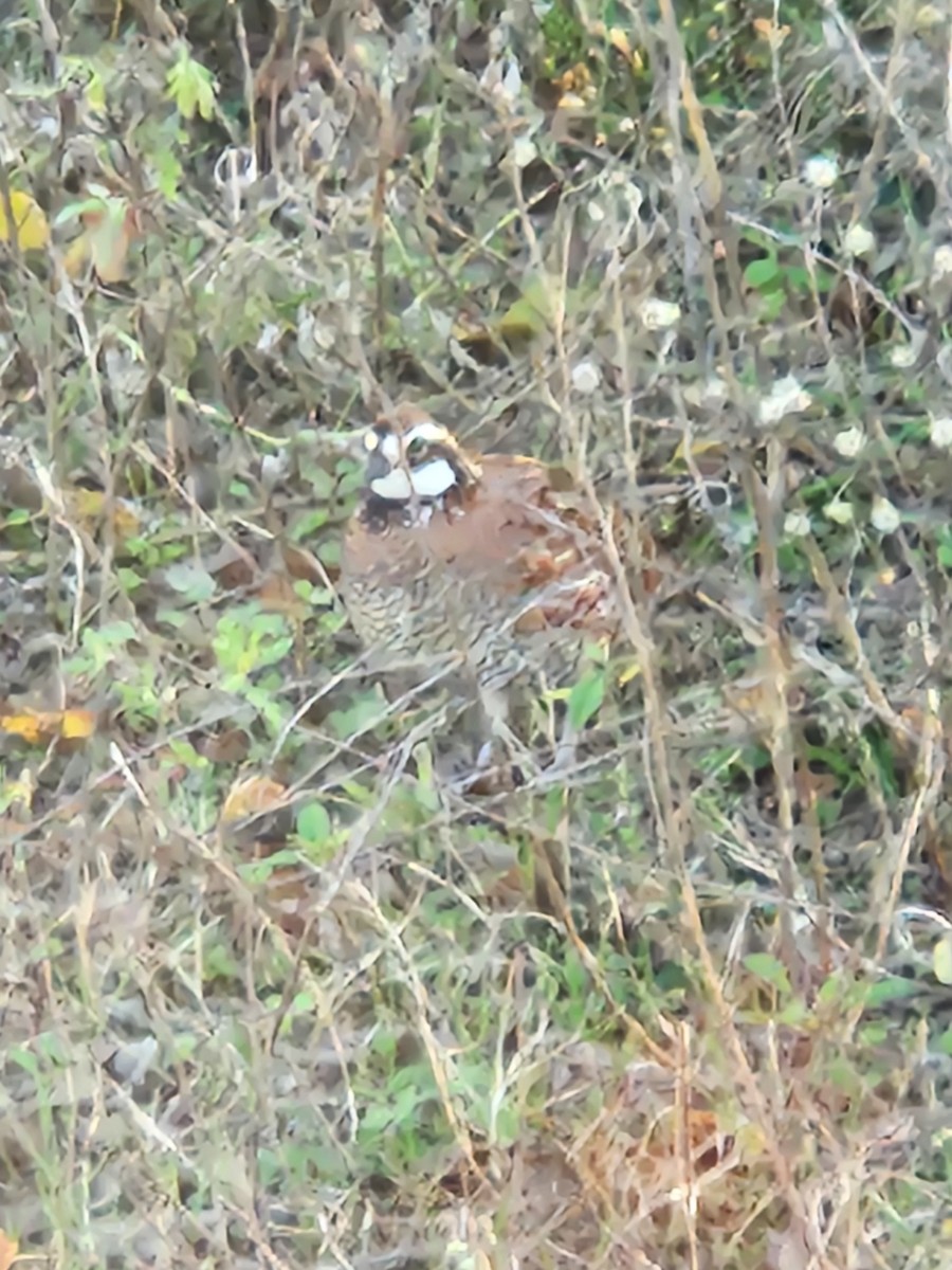 Northern Bobwhite - ML646871635