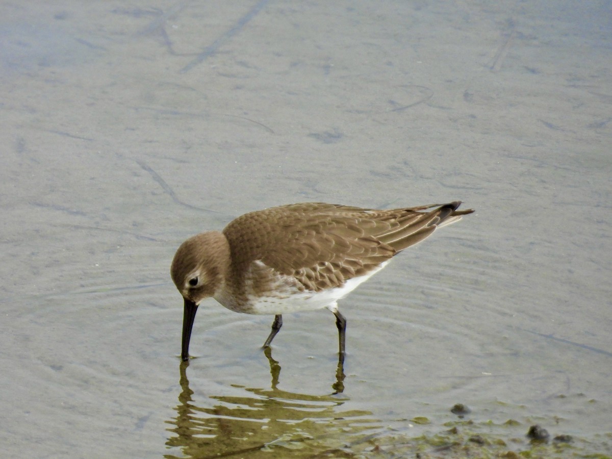 Чернозобик - ML646871636