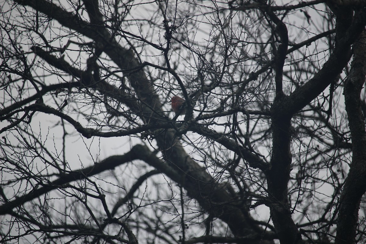 House Finch - ML646871637