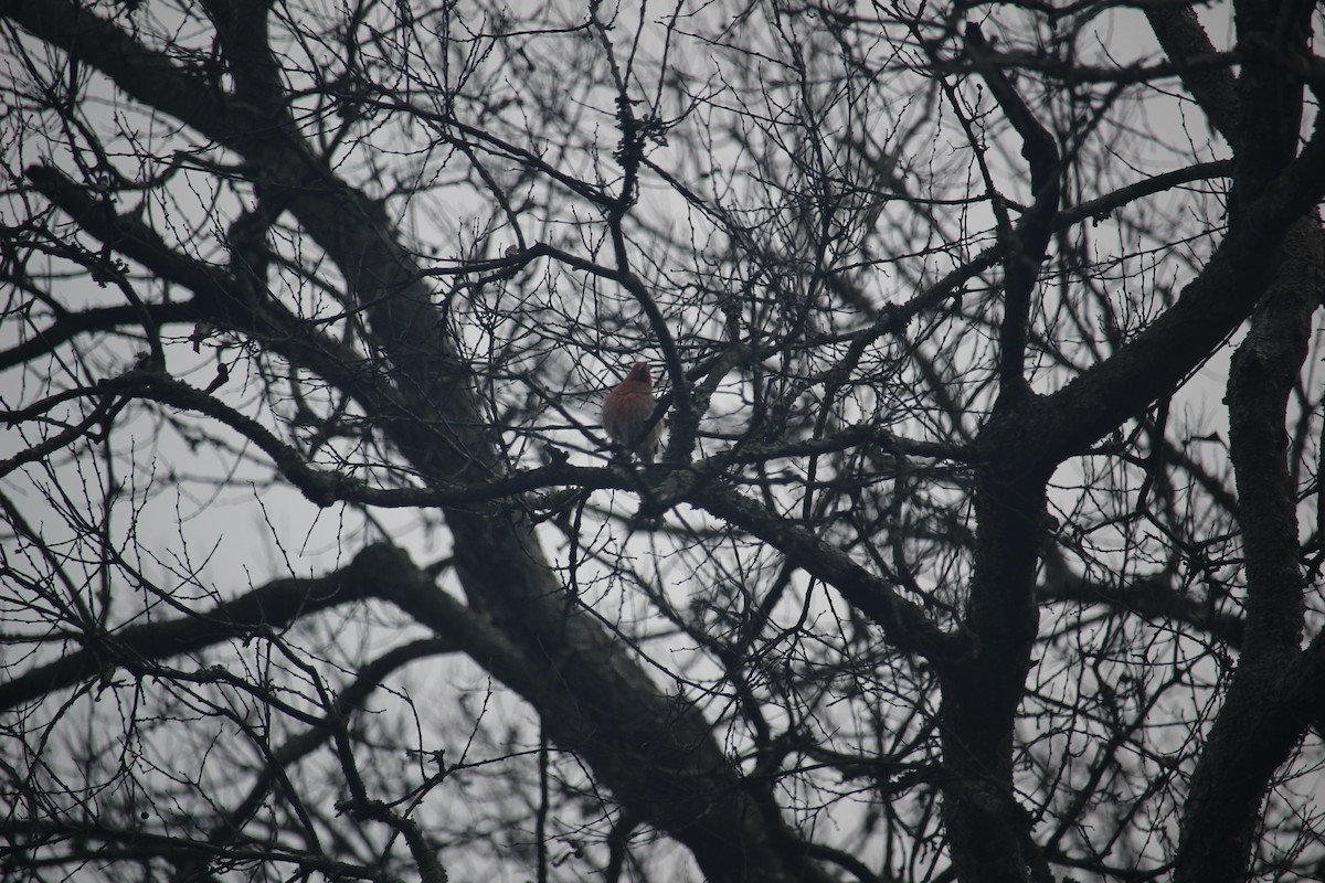 House Finch - ML646871638