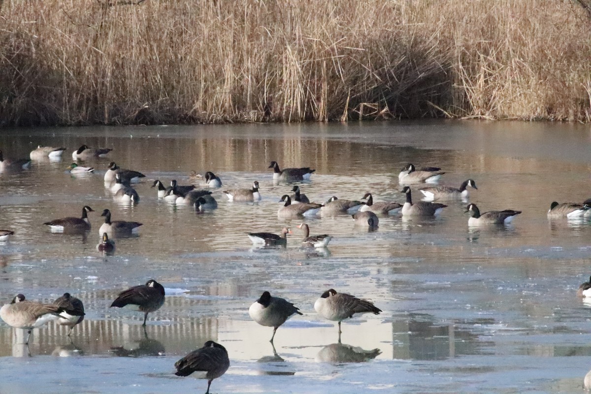 Oie rieuse - ML646871642