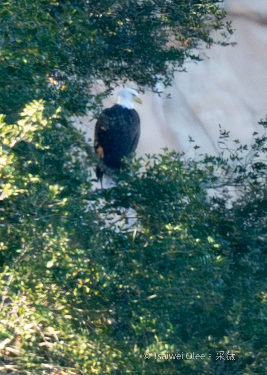 Bald Eagle - ML646871648