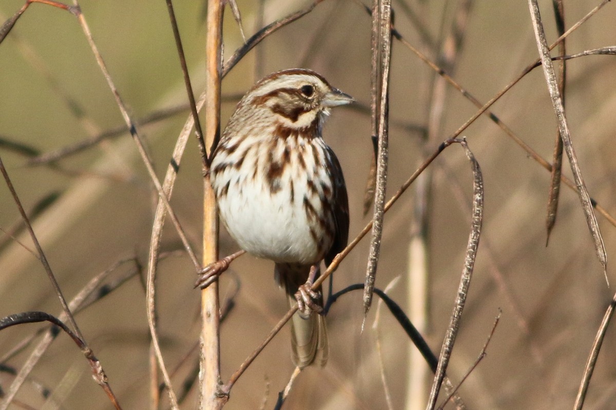 Song Sparrow - ML646871649