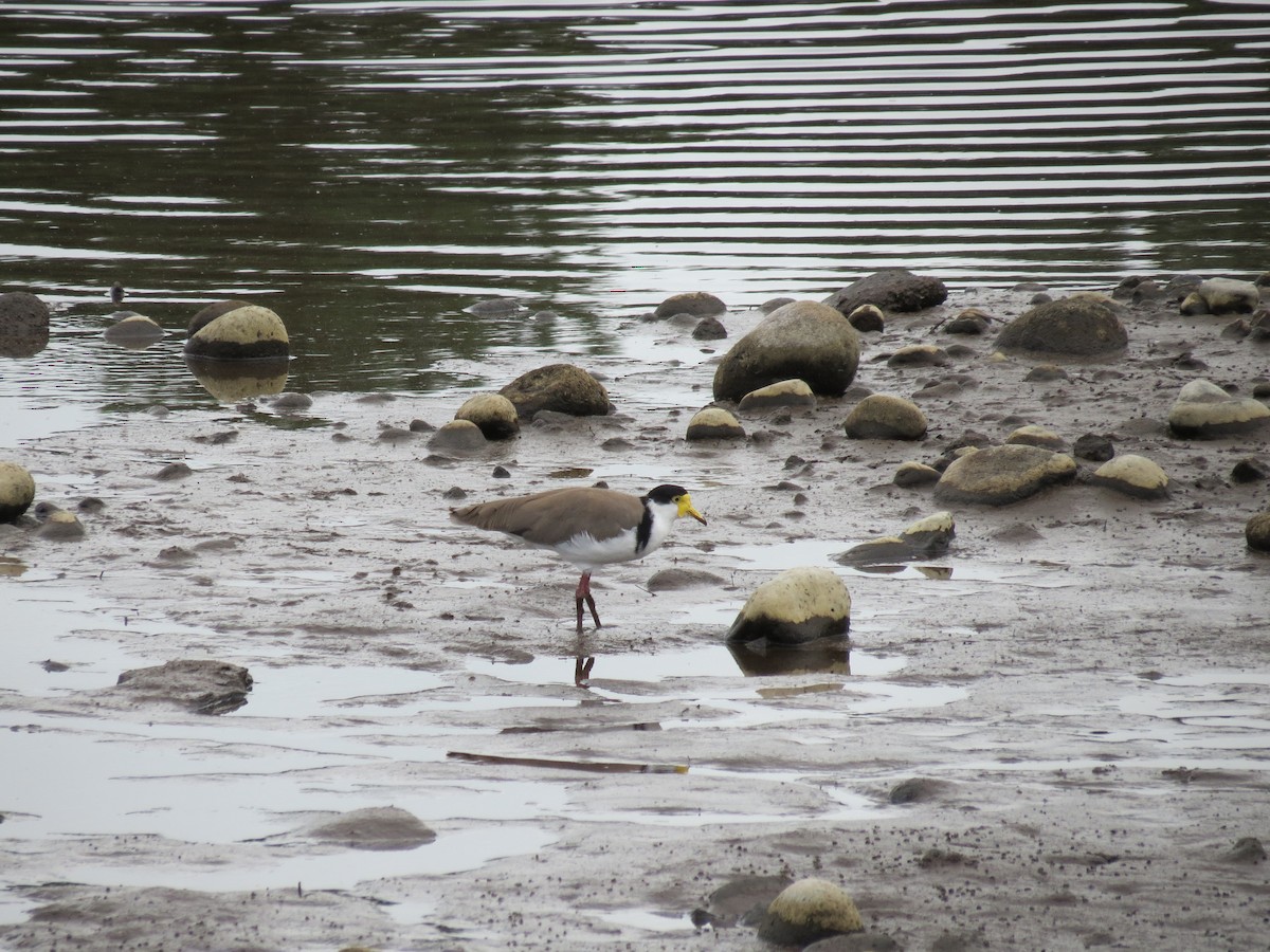 Masked Lapwing - ML646871650