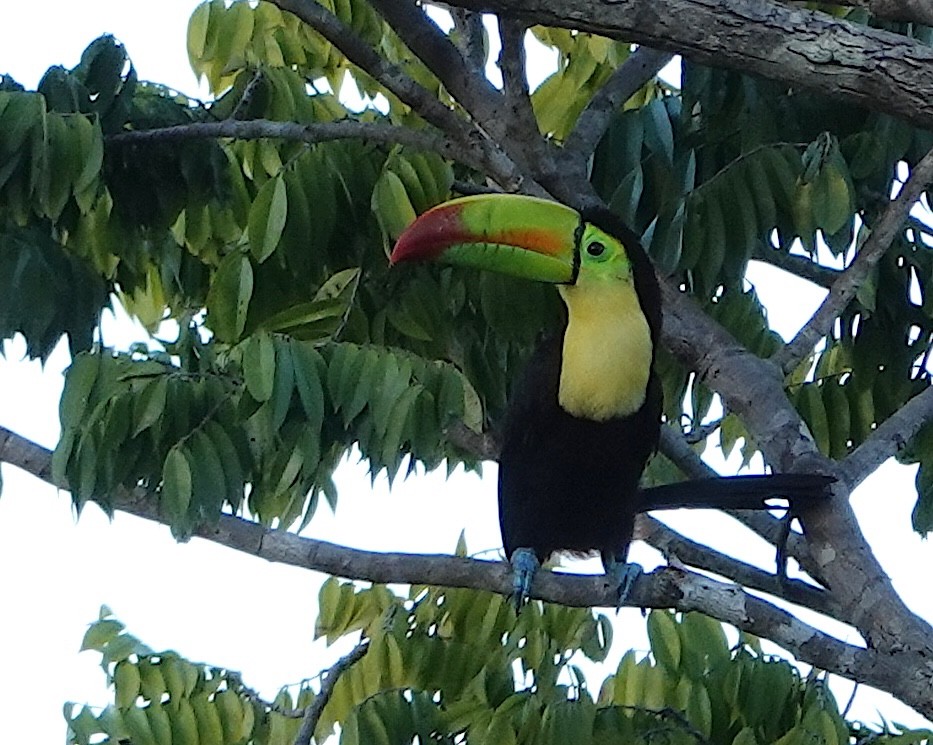 Тукан жовтогорлий - ML646871651